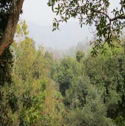 Sula Lynter Law Kyntang Sacred Grove