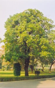 blackboard tree, devil tree, or white cheesewood