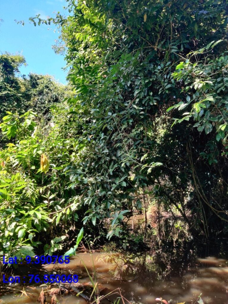 Azhiyadathumadam Sarppa kavu, Peringara
