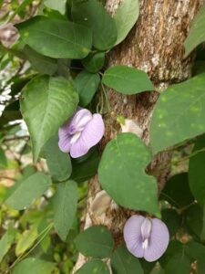 Kattupayar, soft butterfly pea or centro