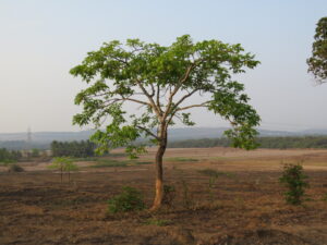 Indian Ash Tree or Wodier tree