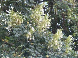 Indian Cork Tree or Tree Jasmine