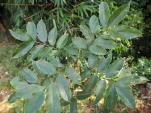 Indian hog plum