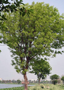 West Indian mahogany, Cuban mahogany, or Spanish mahogany