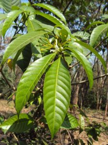 Kundalapala, alternate-leaved crape jasmine or Nagkuda