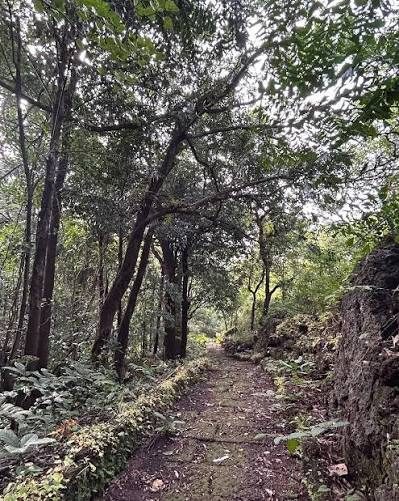 Sayle Devrai Sacred Grove