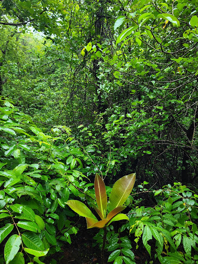 Supegaon Devraee (Sacred Grove)