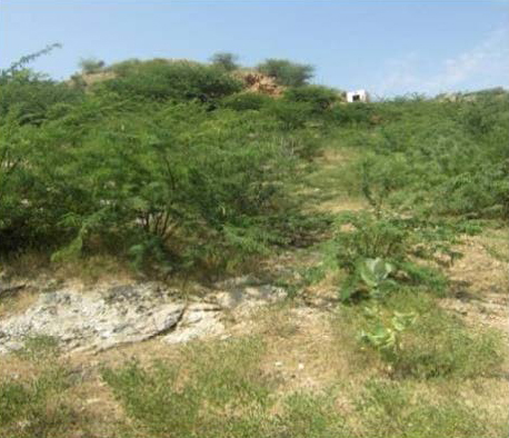 Bhuna Bai ji ka Oran