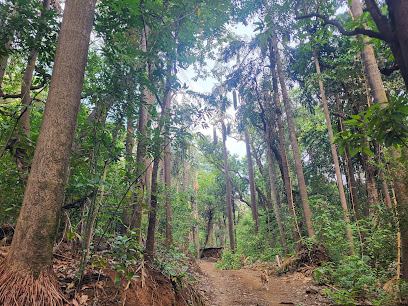 Ajivali Devrai / Sacred Grove