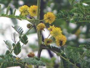 Gum Arabic tree