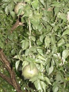Bael, Bengal quince, Stone Apple
