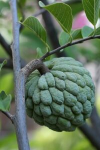 sugar apple, sweetsop, and custard apple
