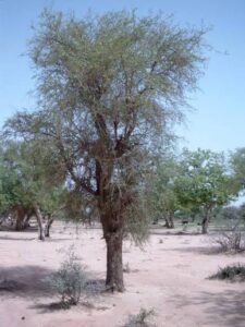 Soapberry tree, soap berry bush