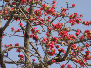 Red silk-cotton tree or cotton tree
