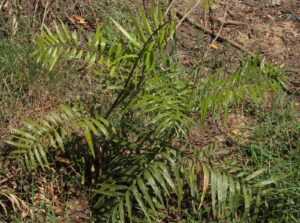 rattan cane