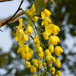 Indian-Laburnum