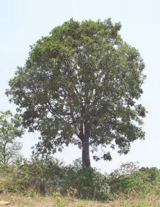 Coromandel ebony and East Indian ebony
