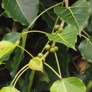 white fig or spotted white fig