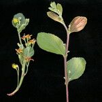 Chuhura, Khoraguti, Phuhura, and Thoura guti (Assamese)