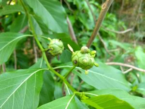 Indian Mulberry, Dyer's Mulberry, Great Morinda, Morinda tree