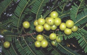 Indian gooseberry