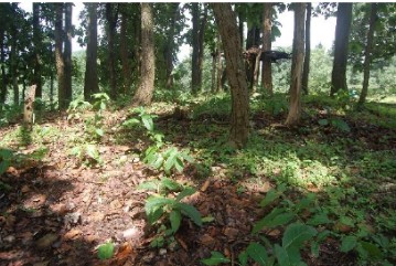 Saharjuri Sacred grove