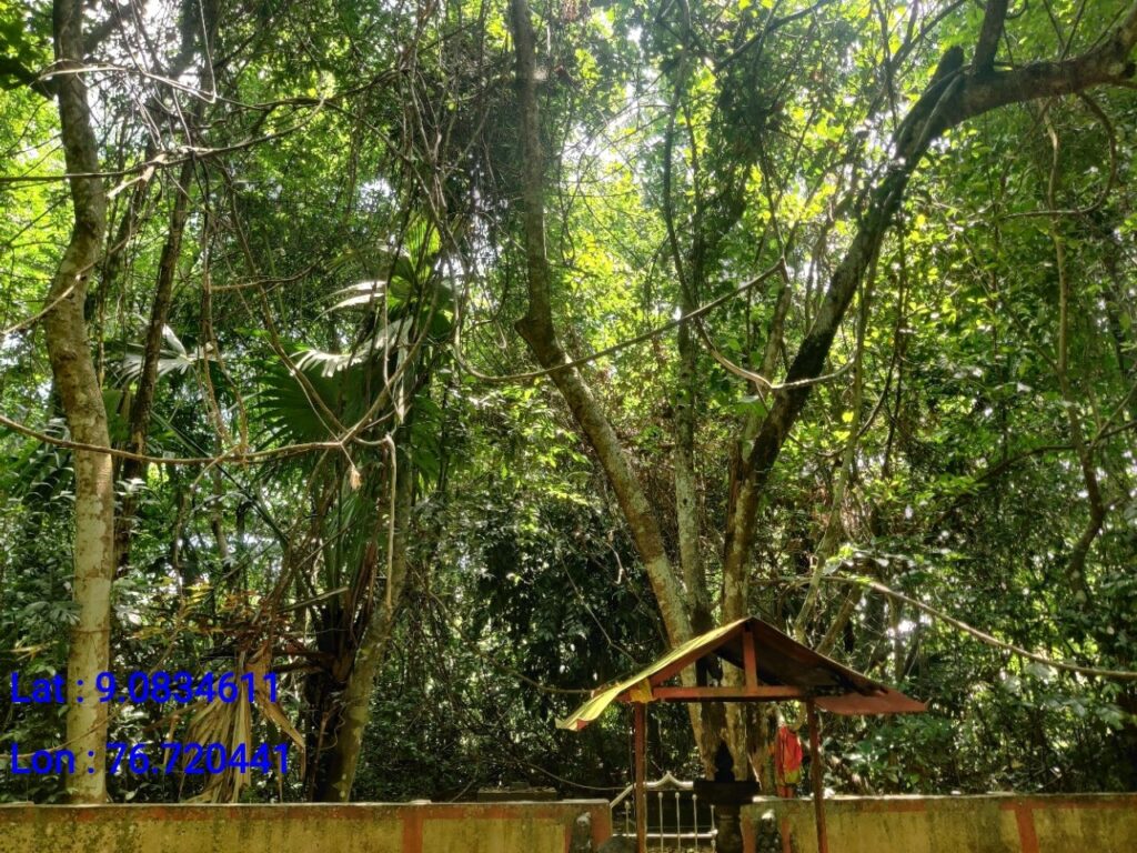Vaniyanoor Kavu, Kadampanadu