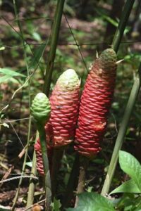 shampoo ginger and pinecone ginger