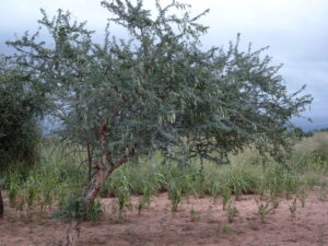 Gum Arabic tree