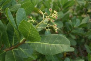 cashew nut tree